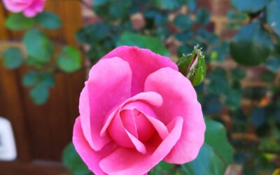 It won’t just go away…