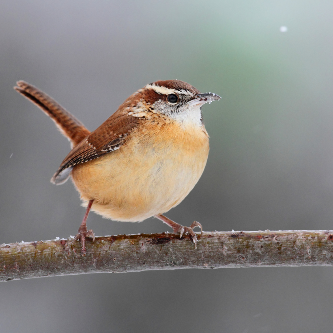 birdseed feeder cakes