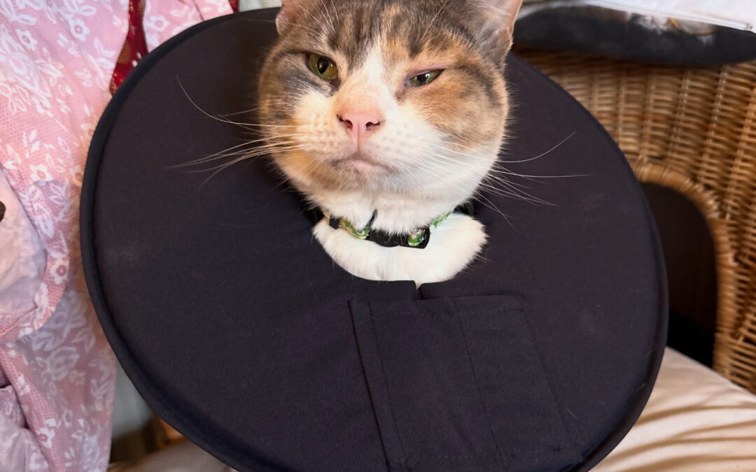 The Cone of Shame: How to Help Your Cat Cope