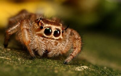 Dealing with Arachnophobia – How I tackled my fear of spiders