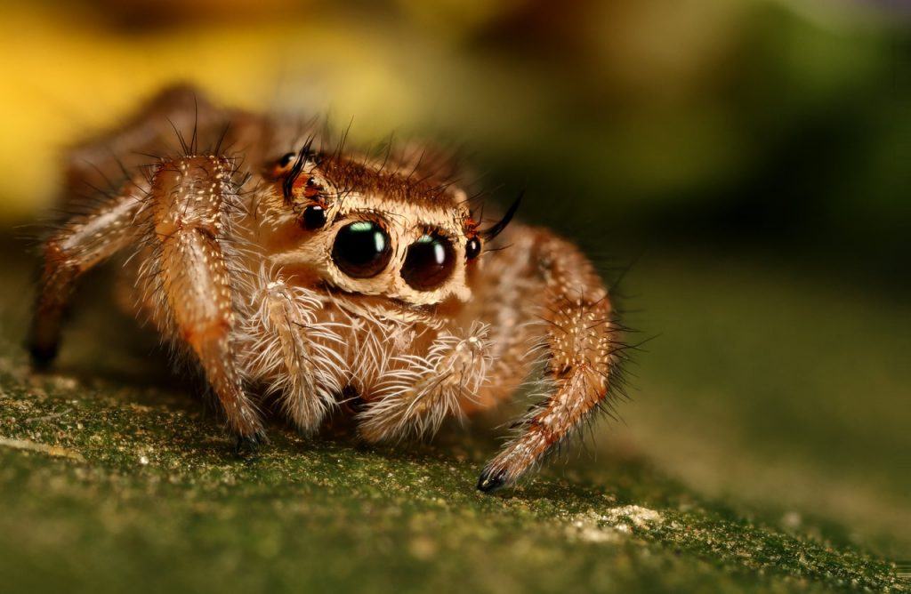 Dealing with Arachnophobia – How I tackled my fear of spiders