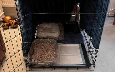 Crate recovery for a pet after an injury or surgery