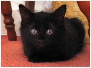 The kitten that nobody wanted