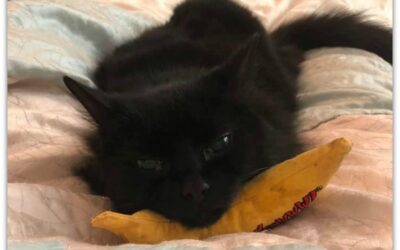 The 10% cat. A tail of surviving Feline Infectious Peritonitis