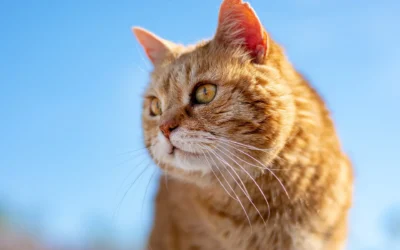 Pet insurance is non negotiable