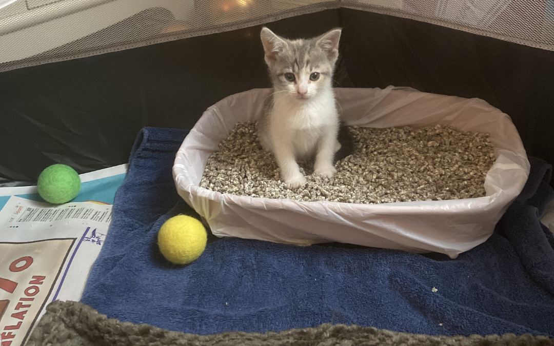 Why Wood Pellet Cat Litter Is One of the Best Eco-Friendly & Cat-Safe Choices