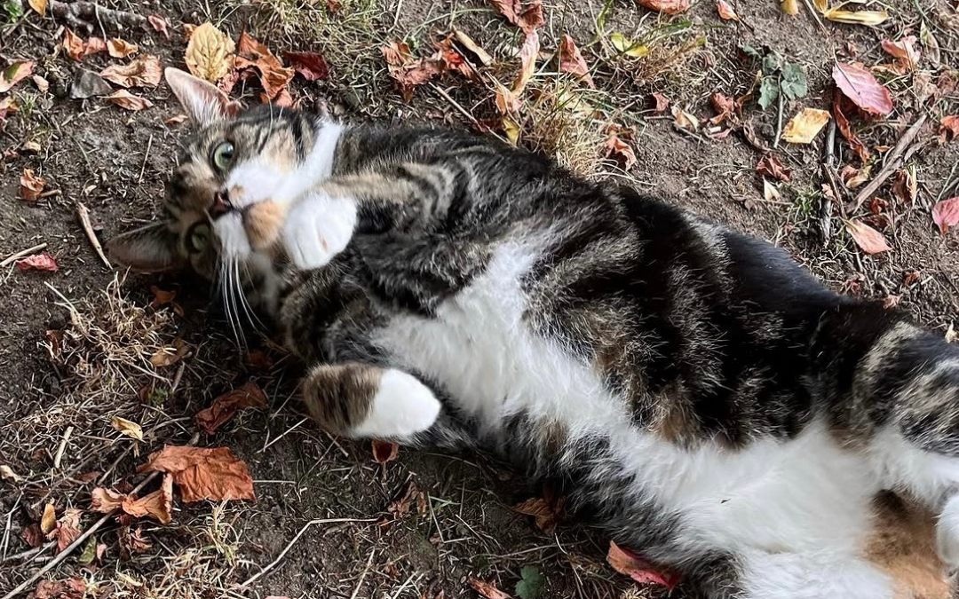 Keeping Your Outdoor Cat Safe in Hot Weather